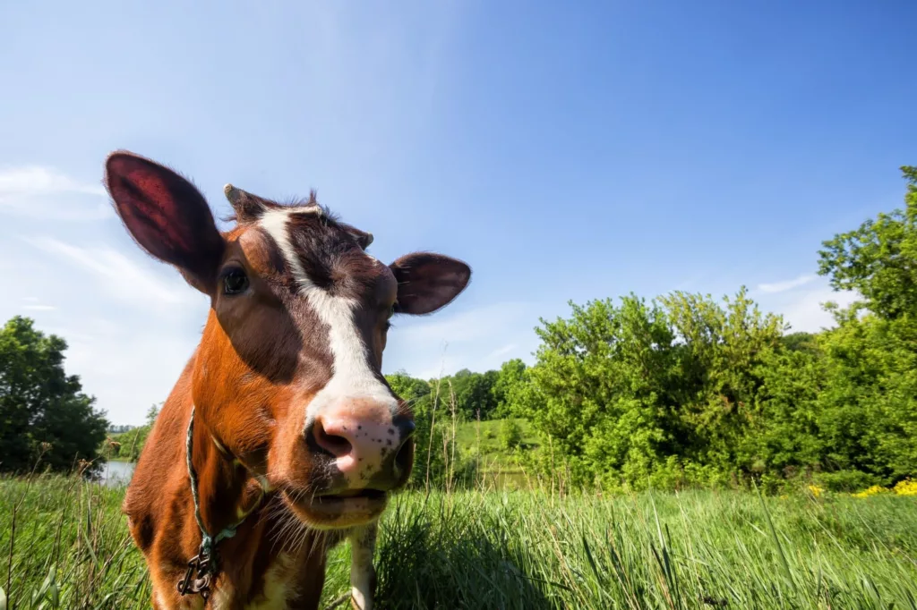 Brown cow on green pasture near Calgary.